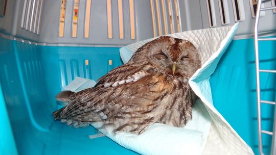 Ta mała sowa z Puław przeżyła dzięki pomocy człowieka