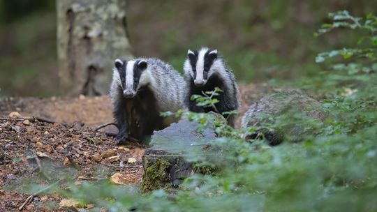Tajemniczy tasiemiec u dzikich zwierząt i ludzi