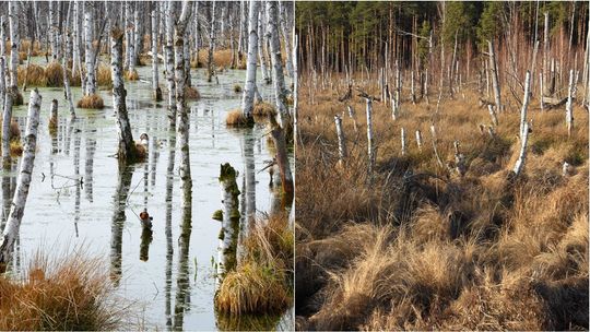 Tak było, a tak jest teraz. Katastrofa ekologiczna na Polesiu Lubelskim [zdjęcia]