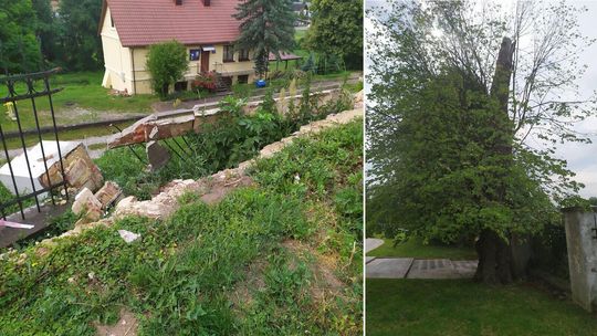 Tak się kończy ogławianie koron. Drzewa wyłamały się i uszkodziły zabytkowe ogrodzenie kościoła