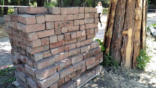 Tak się szanuje drzewa w Alejach Racławickich