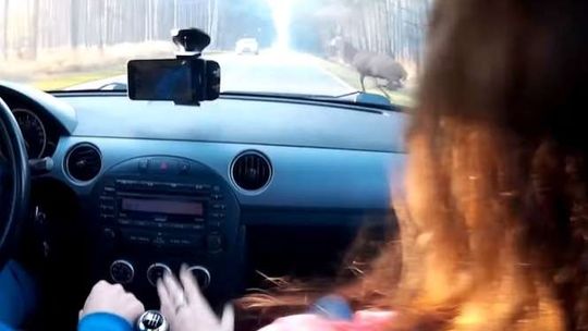 Tak wygląda z bliska zderzenie auta z jeleniem [wideo]