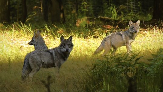 Taki widok zdarza się bardzo rzadko. Wilki uchwycone w obiektywie pracownika RPN