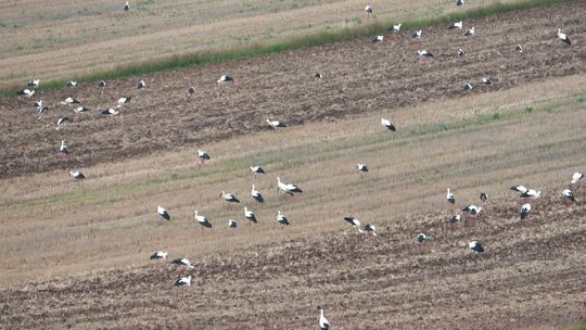Takich sejmików nie widzi się codziennie. Kilkaset bocianów na jednym polu
