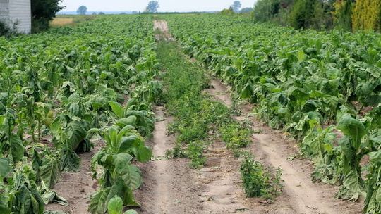 "Takiego gradu u nas jeszcze nie było". Bardzo duże straty po nawałnicy