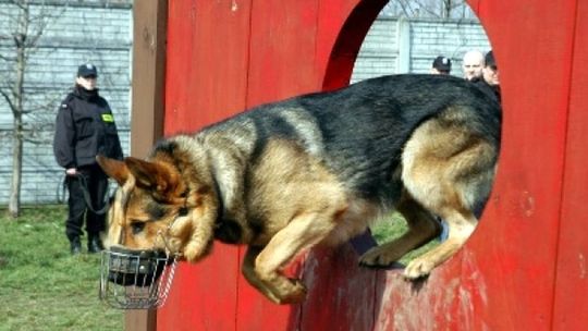 Talbet wytropił podpalacza