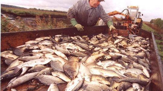 Tam, gdzie żerują czaple, wydry i ludzie