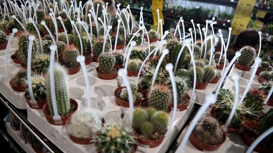 Targi Lublin zazielenią się w najbliższy weekend