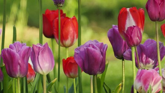 Targi Ogrodnicze Eden w Lublinie. Raj dla ogrodników