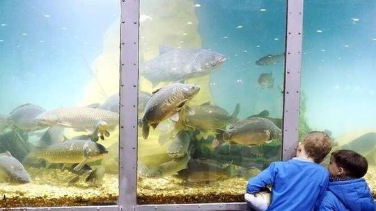 Targi Wędkarskie Rybomania w Lublinie: Pokazy przynęt w ogromnym akwarium