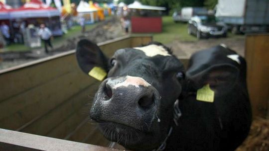 Te gospodarstwa są bezpieczne. Konkurs KRUS