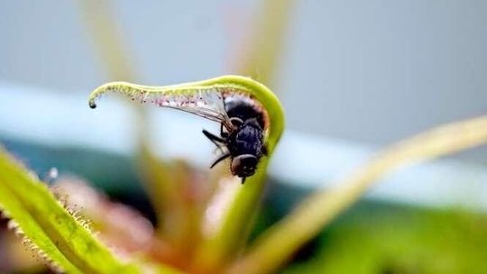 Te niezwykłe rośliny jedzą mięso. Niedługo wystawa w Lublinie