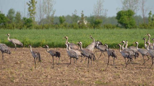 Te ptaki coraz odważniej stołują się na polach. Przestały bać się człowieka