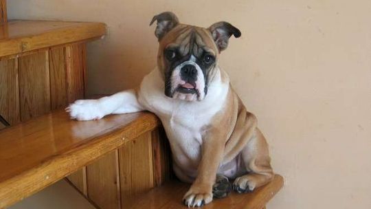 Te święta nie są dla zwierząt. Jak pomóc psu w sylwestra?