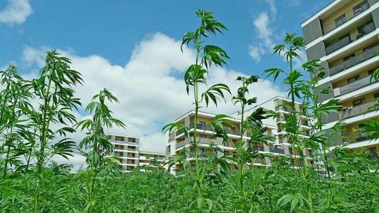 Tego nie zobaczy się w innym mieście. Las konopi wyrósł w Lublinie między blokami