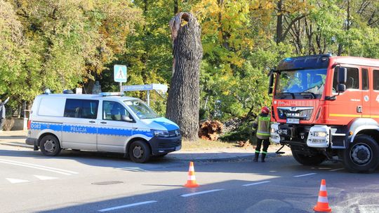 Tego nikt się nie spodziewał. Wiekowy dąb złamał się jak zapałka