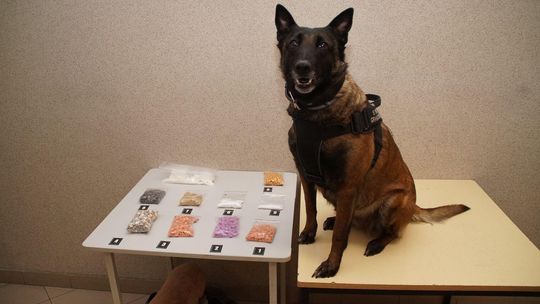 Ten pies ma nosa. W tej torbie było dużo nielegalnego towaru