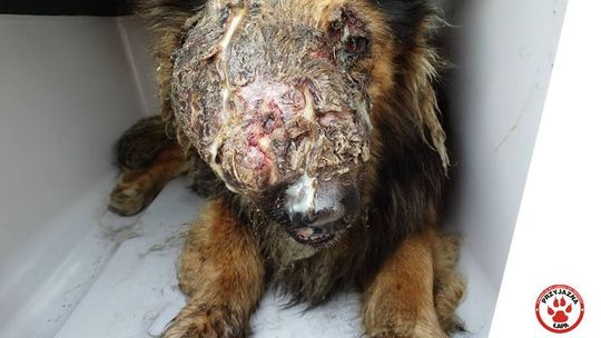 Ten pies przeżywał katusze. Wstrząsające zdjęcie z interwencji