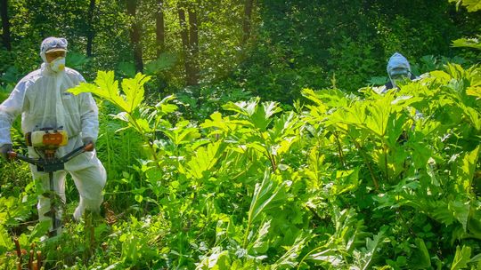 Tępią barszcz, by ratować las. Szpadlem i świdrem, bez grama chemii