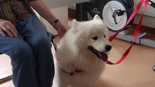 Terapeuta, którego można głaskać, pomaga pacjentom Zamojskiego Szpitala Niepublicznego [zdjęcia]
