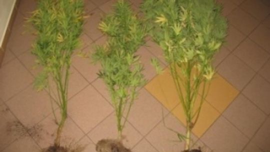 Terespol: Nastolatkowie uprawiali konopie indyjskie