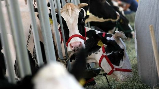 TK: Ubój rytualny zwierząt sprzeczny z konstytucją