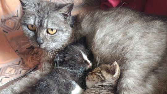 Tłoczno w kociarni. Nowych zwierzaków nie przyjmują. I tak ma być do odwołania