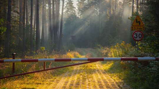 Tłumy grzybiarzy w lasach. Nagminnie popełniają poważny błąd