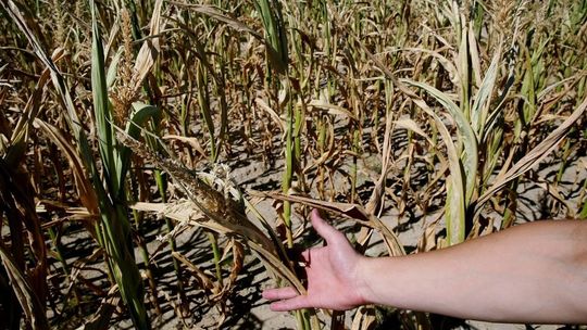 To będzie sposób na suszę? Woda z kanału Wieprz-Krzna nawodni grunty w gminie Drelów 
