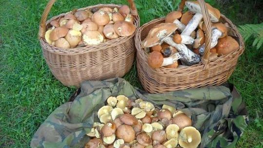 To będzie weekend dla grzybiarzy. Gdzie można znaleźć grzyby w woj. lubelskim?