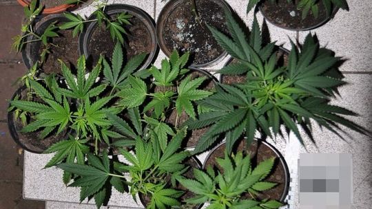 To była marihuana. 36-latek trafił do aresztu