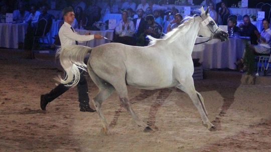 "To ewidentny sukces polskiej hodowli". Komentarze po aukcji Pride of Poland