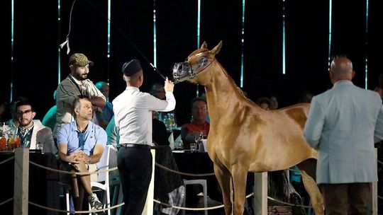 "To jest poniżej hipokryzji". Sprawa janowskiej stadniny w Sejmie 