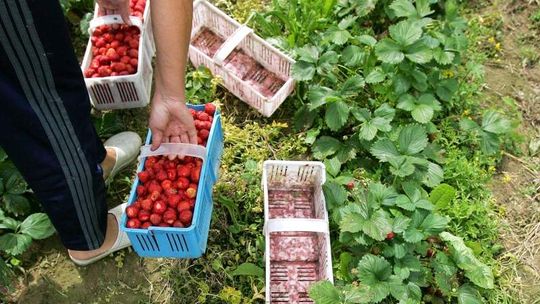 To jest sezon na owoce. Ile trzeba zapłacić w tym roku?