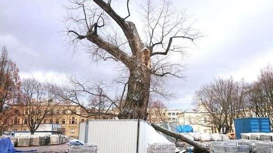 To już koniec Baobabu na placu Litewskim? Odłamał się spróchniały konar