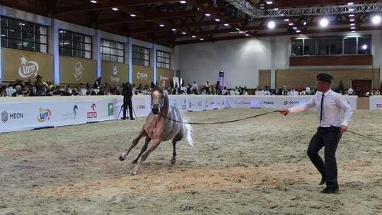 To już koniec Święta Konia Arabskiego w Janowie Podlaskim? Może być przeniesione do Warszawy