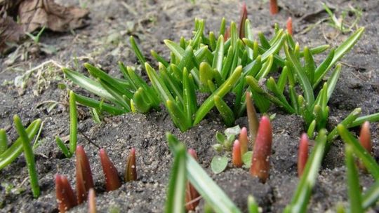 To już koniec zimy? W połowie marca nawet 15 stopni