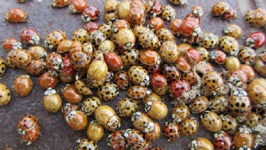 To już plaga. Azjatyckie biedronki mogą ugryźć 