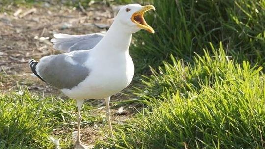 To już przedwiośnie. Mewa z GPS-em przyleciała z ciepłych krajów