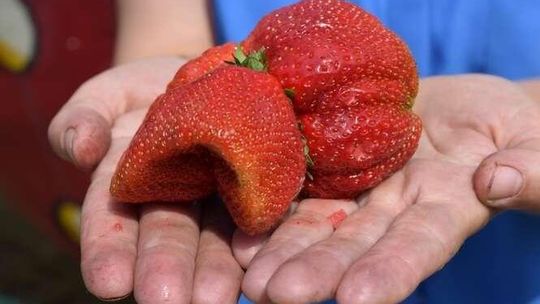 To największa truskawka w Polsce! Wyhodowano ją w Leokadiowie