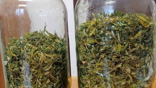 To nie były konfitury ani liście laurowe. W szafie czekała na policjantów niespodzianka