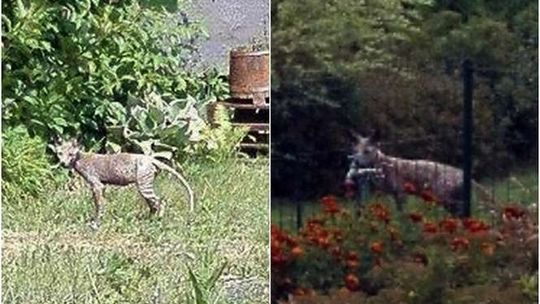 To nie jest lubelska chupacabra. To dziwnie wyglądające zwierzę potrzebuje pomocy