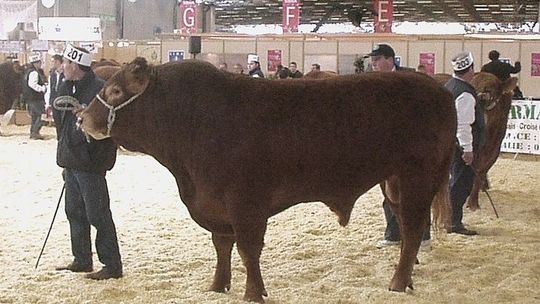 To nie żart. Policja ostrzega przed bykami. Zagrożeni zwłaszcza mieszkańcy okolic Białej Podlaskiej
