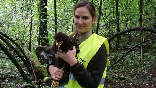 To nowy mieszkaniec międzyrzeckich lasów. Jak nazwiemy orlika krzykliwego
