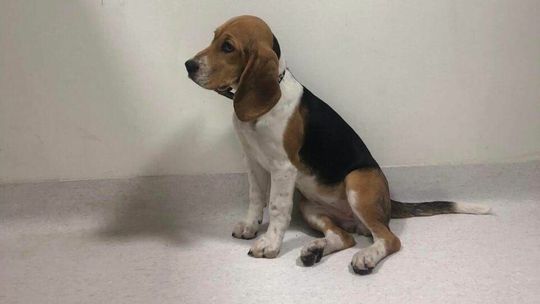 To ona ukradła pieski z uczelni w Lublinie. "Doskonale wiedziała, gdzie szukać"