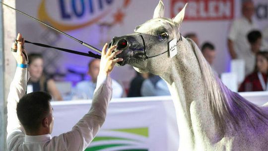 To śledztwo trwa już od 2016 roku. Prokuratura przedłuża je kolejny raz