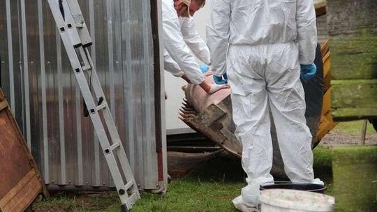 "To straszne, prosięta piły mleko od zabitej maciory". Utylizacja zdrowych zwierząt