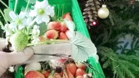 To zima czy wiosna? Eksperci: Taka pogoda nie zaszkodzi roślinom