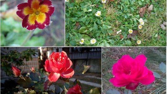 To zima czy wiosna? Zamiast śniegu piękne kwiatki [Wasze zdjęcia]