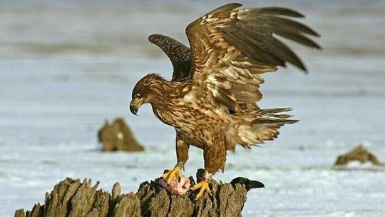 Toksyczny pestycyd uśmiercił bieliki w powiecie bialskim 